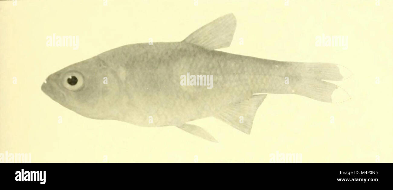 Hasemania maxillaris