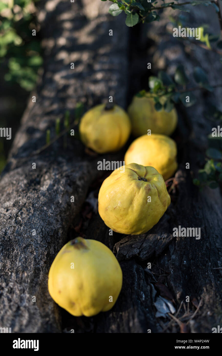 Quinces on a tree Stock Photo