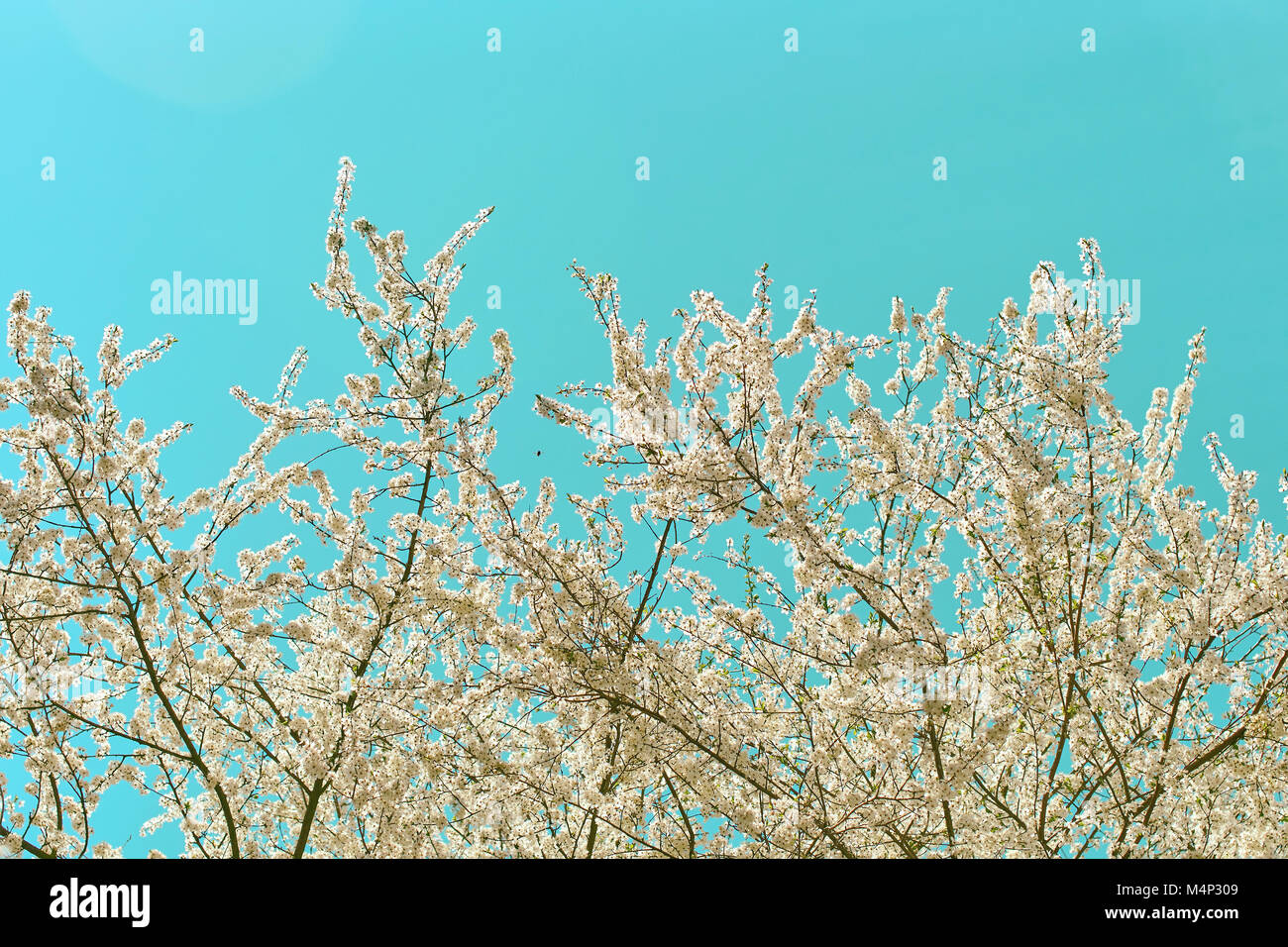 Beautiful spring blossoming cherry tree on blue sky background with ...