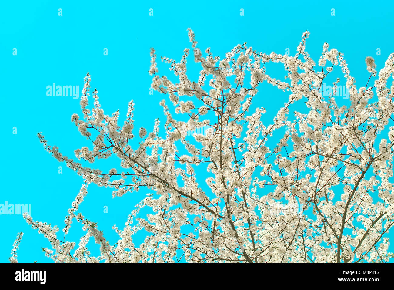 Beautiful spring blossoming cherry tree on blue sky background with ...