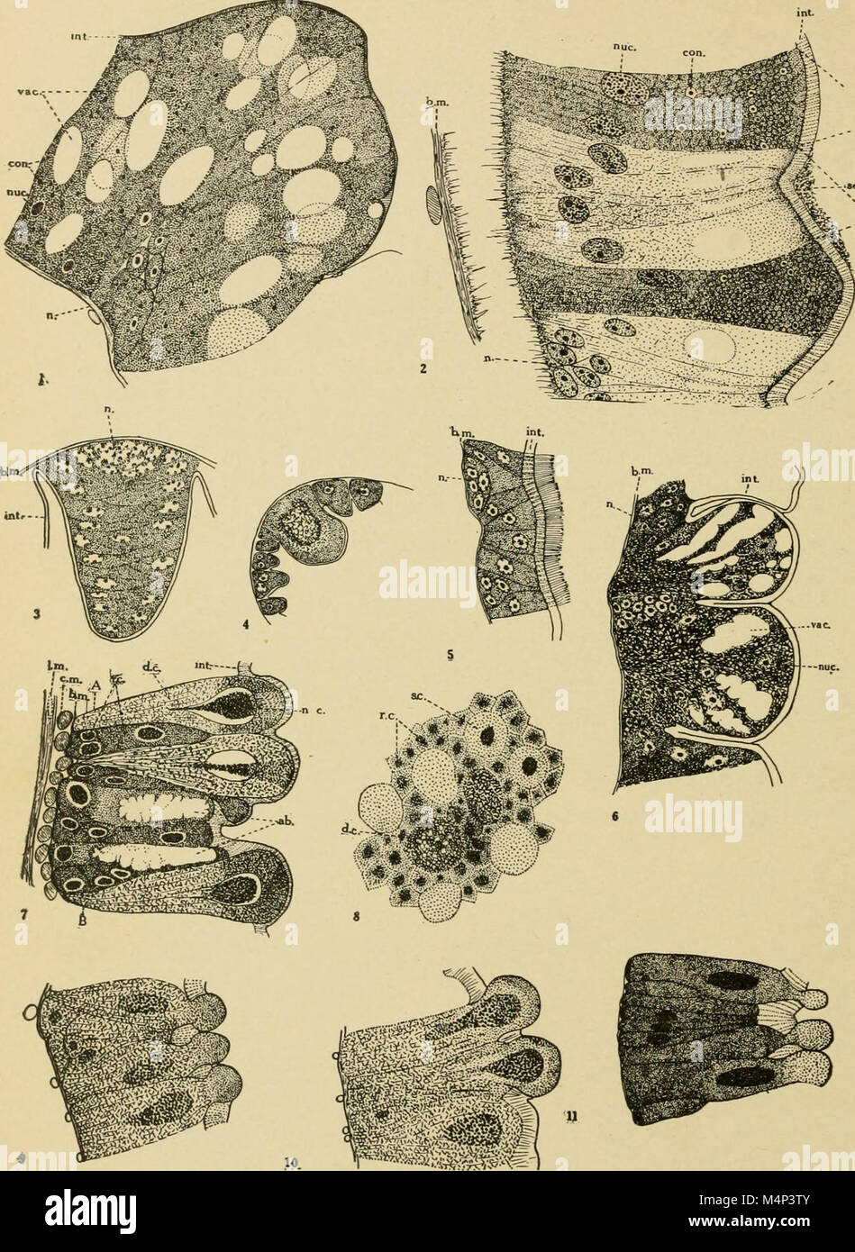 Insect Journal A 1914 publication from the Entomological Society of America, featuring ...
