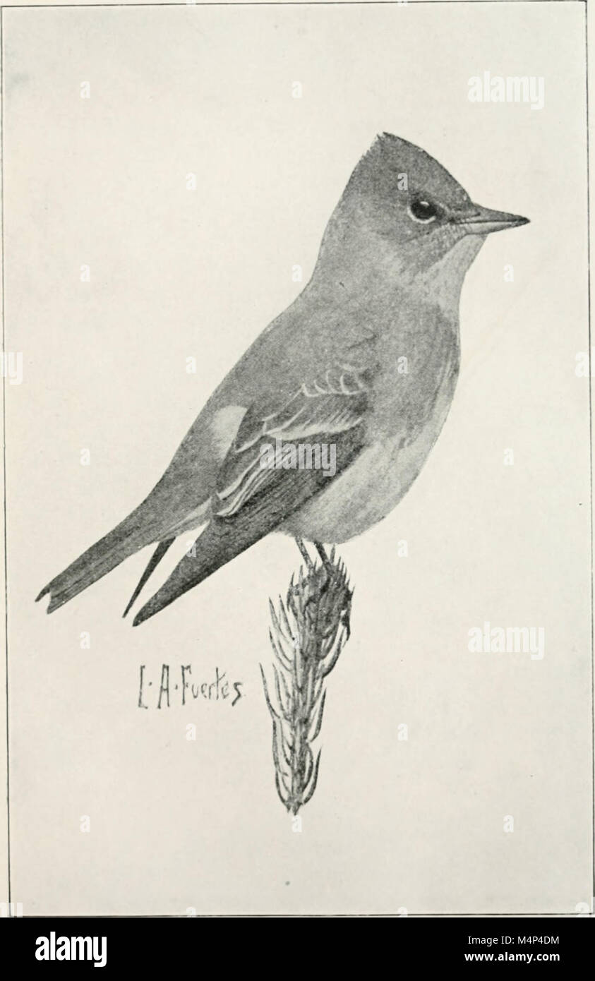 Birds of field, forest and park (1919) (19761900064 Stock Photo Alamy