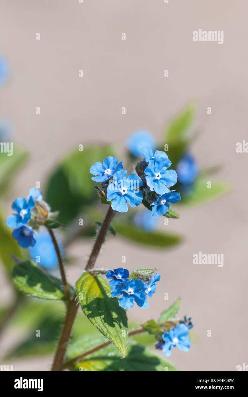 Close up of small, blue Forget Me Not flowers on leaved plant stem with neutral beige stone wall background providing copy space above. Stock Photo
