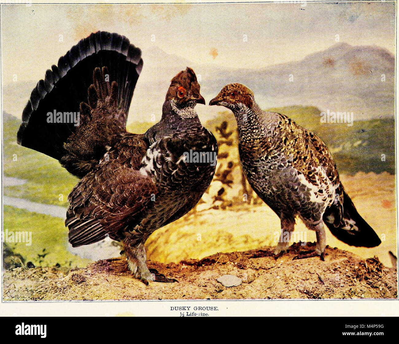 This 1904 work provides life histories of 170 species of birds ...