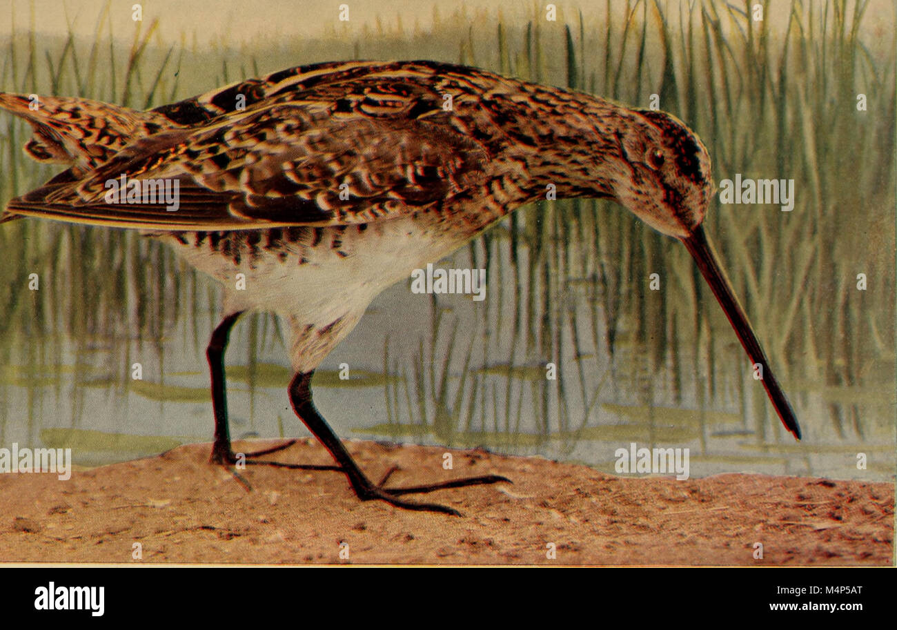 Birds that hunt and are hunted; (1905) (14563763227 Stock Photo Alamy