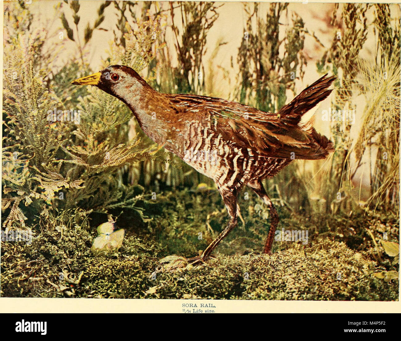 This 1902 work provides life histories of 170 species of birds ...