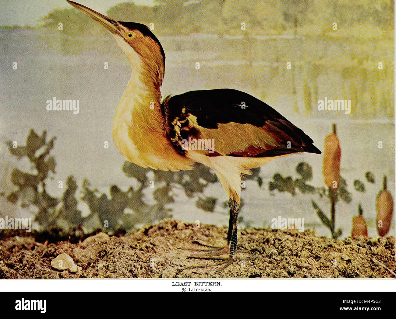 This 1902 work details the life histories of 170 bird species ...