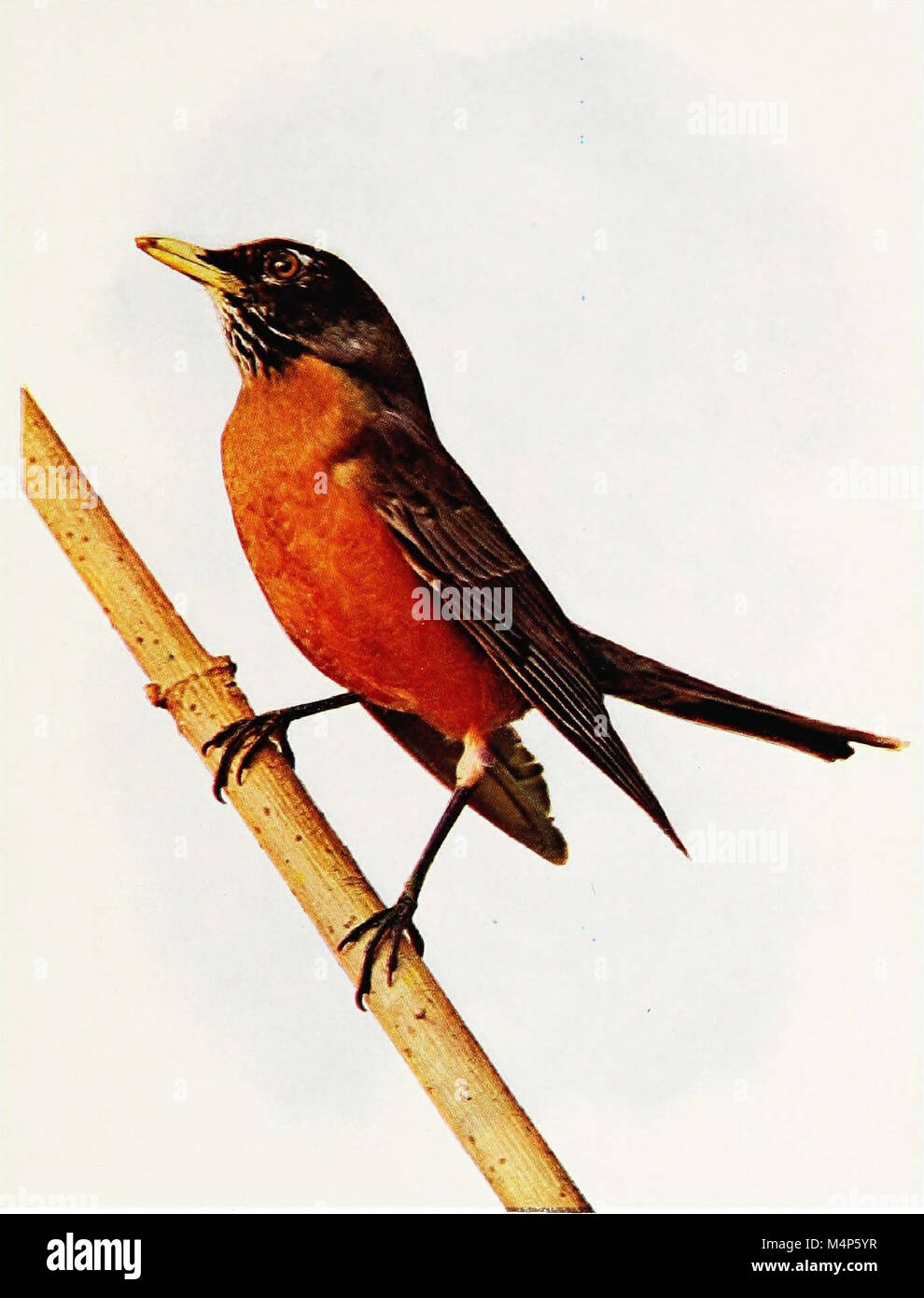 This compilation of bird life stories from notable ornithologists ...