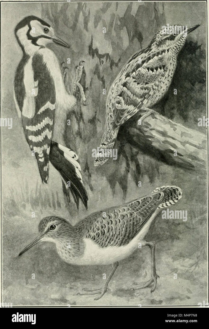 Curated visual reference: Visual Reference: Bird Notes 1913 Is A Collection Of Observations And Notes