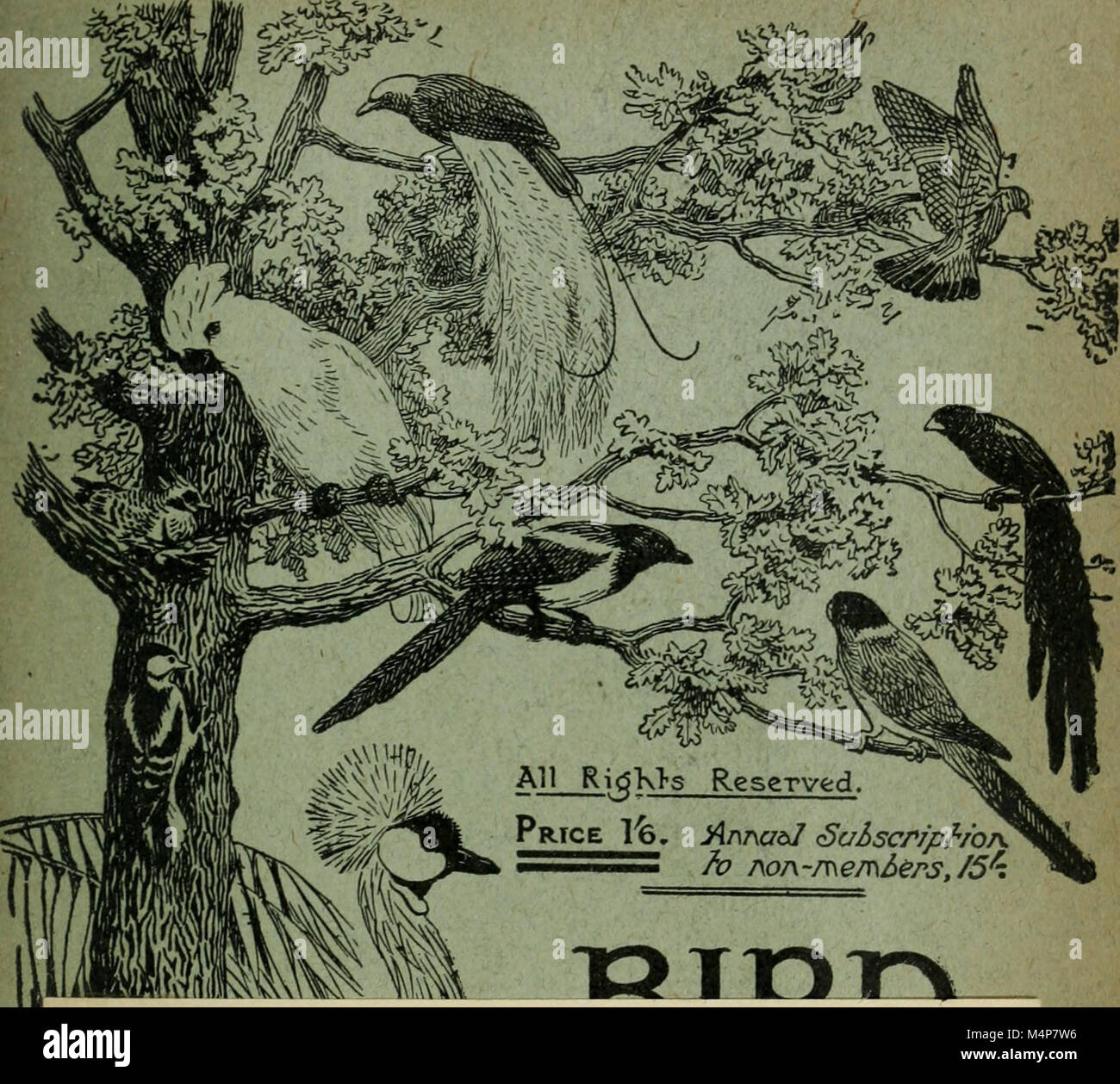 Gallery Detail: Bird Notes 1919 Is A Publication Focused On Avian Observations