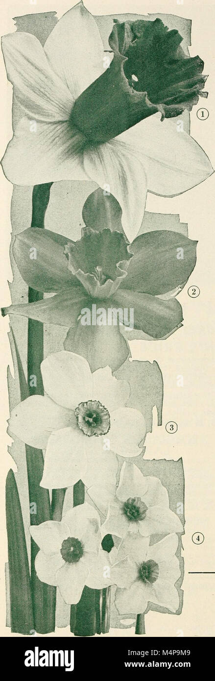 Bolgiano's selected bulbs plants seeds for 1945 fall planting (1945) (20204269099) Stock Photo