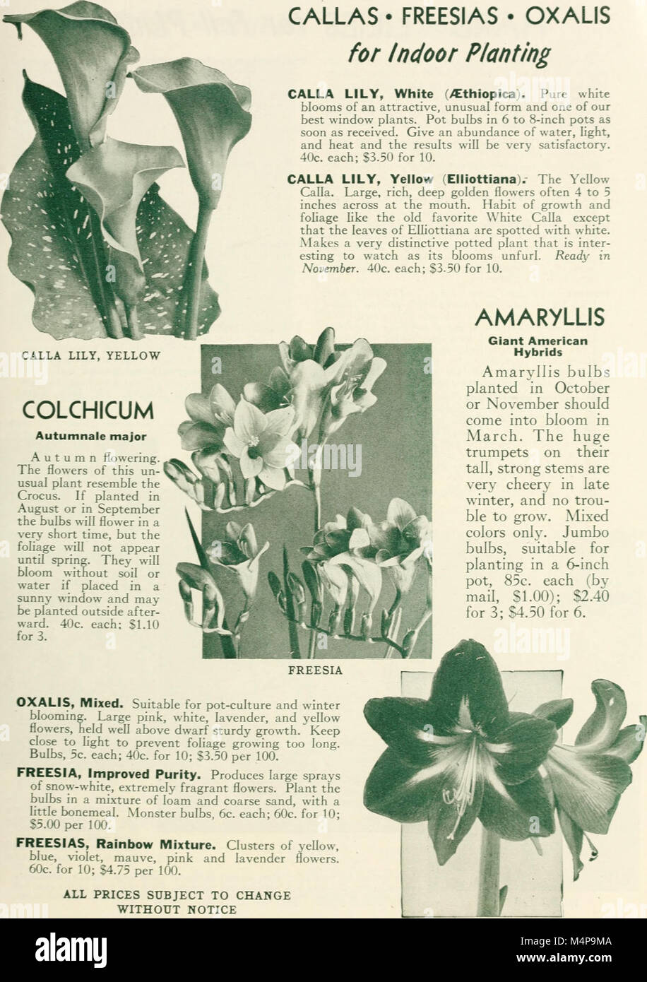 Bolgiano's selected bulbs plants seeds for 1945 fall planting (1945) (20390923425) Stock Photo