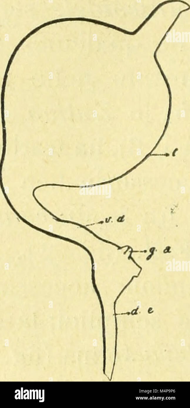 Bollettino del Laboratorio di Zoologia Generale e Agraria (1913) (20203647368) Stock Photo