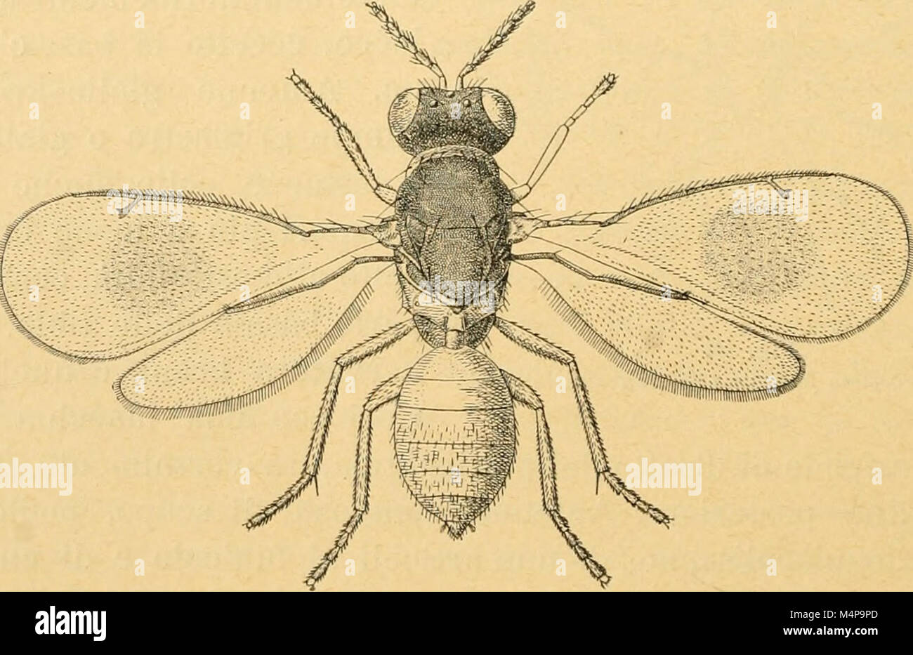 Bollettino del Laboratorio di zoologia generale e agraria della R. Scuola superiore d'agricoltura in Portici (1912) (20365503066) Stock Photo