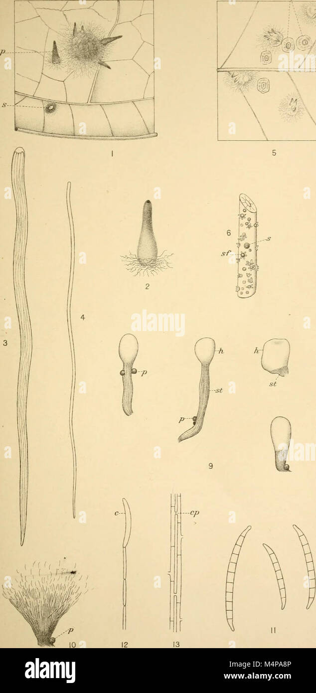 Annals of the Royal Botanic Gardens, Peradeniya (1901-1924) (17791802884) Stock Photo