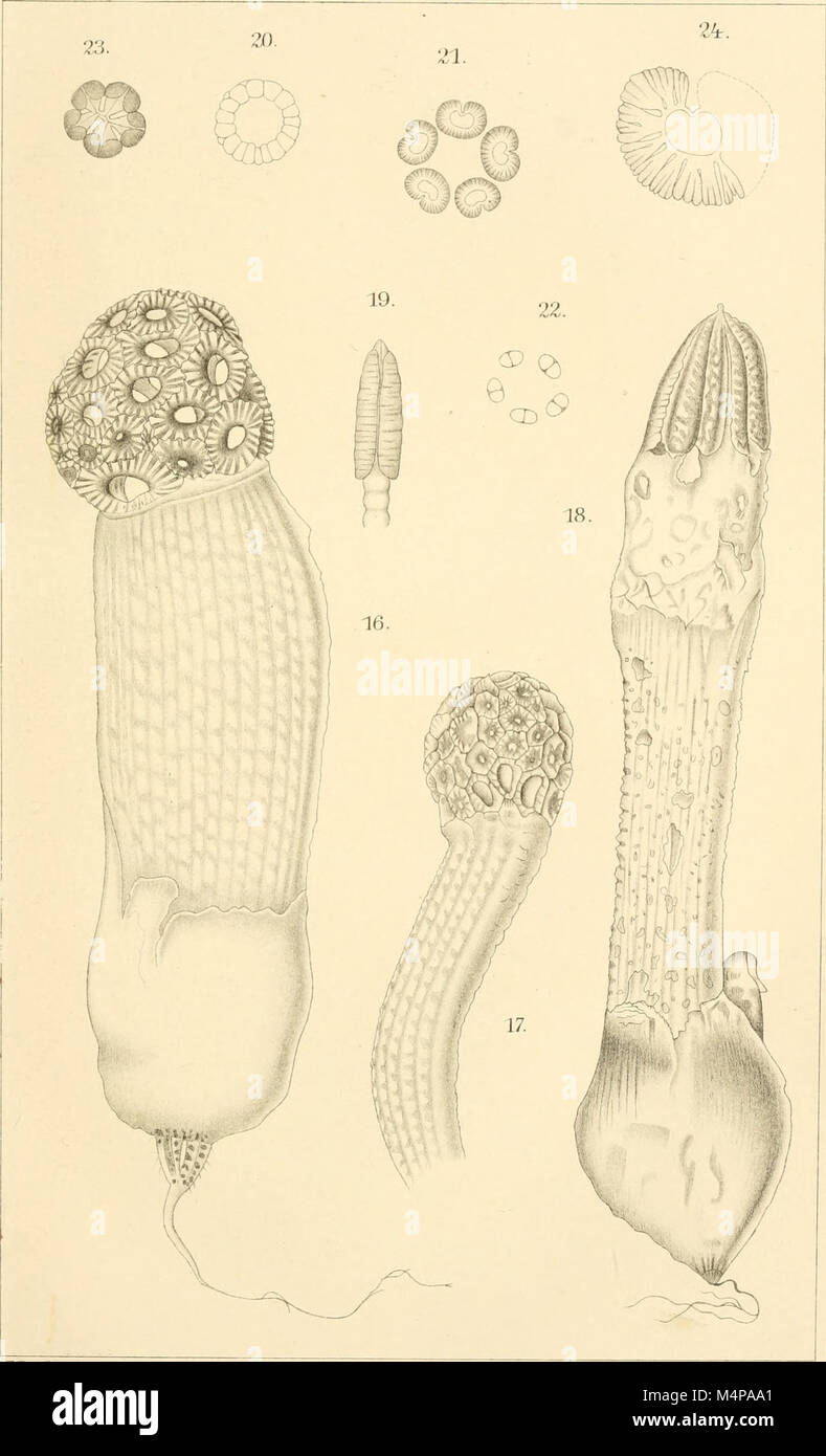 Annals of the Royal Botanic Gardens, Peradeniya (1901-1924) (18410445392) Stock Photo