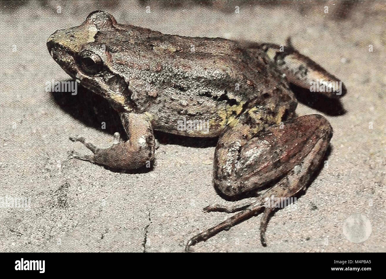 Bonner zoologische Monographien Leptodactylus leptodactyloides Stock