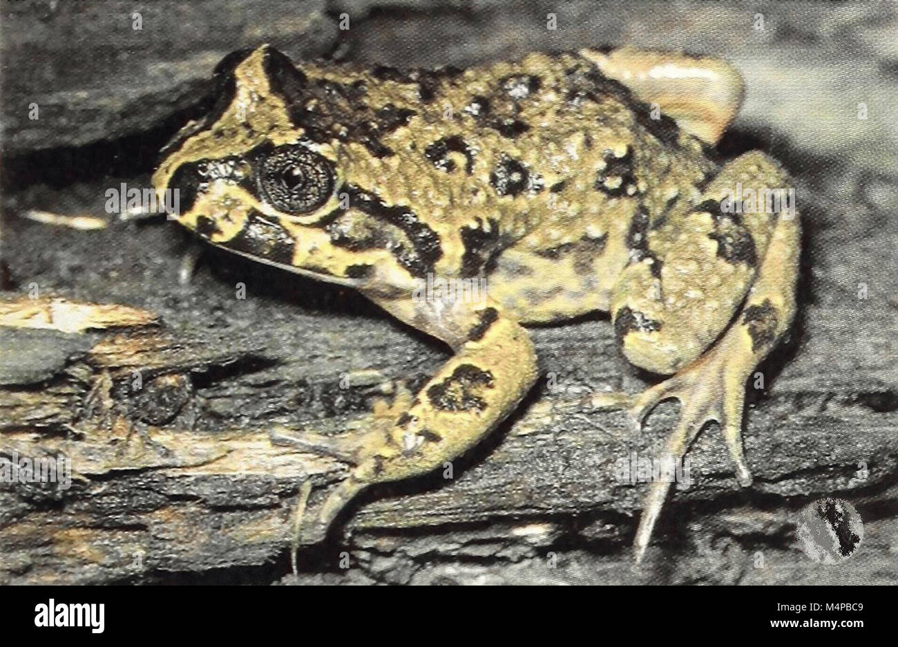 Bonner zoologische Monographien - Tematobius sp. (male Stock Photo - Alamy