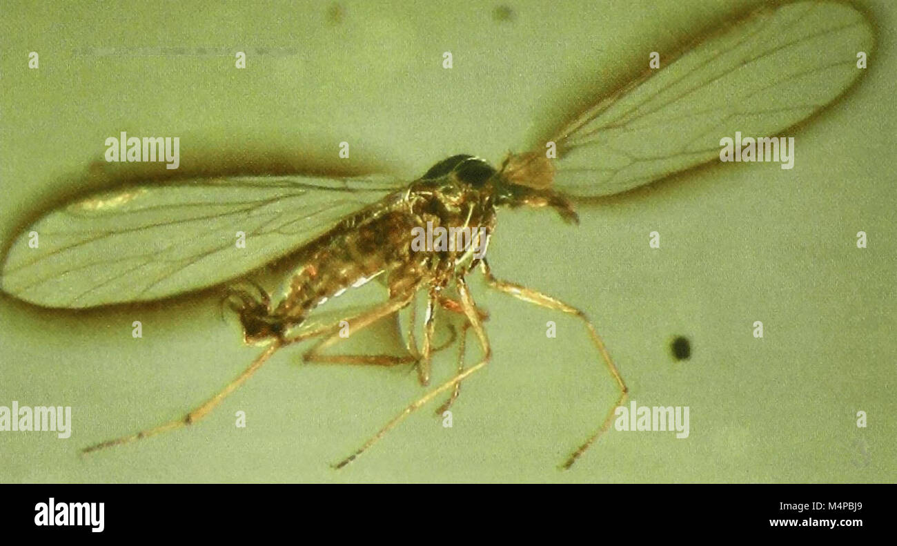 Bonn zoological bulletin - Ragas eocenica (male) in amber Stock Photo ...