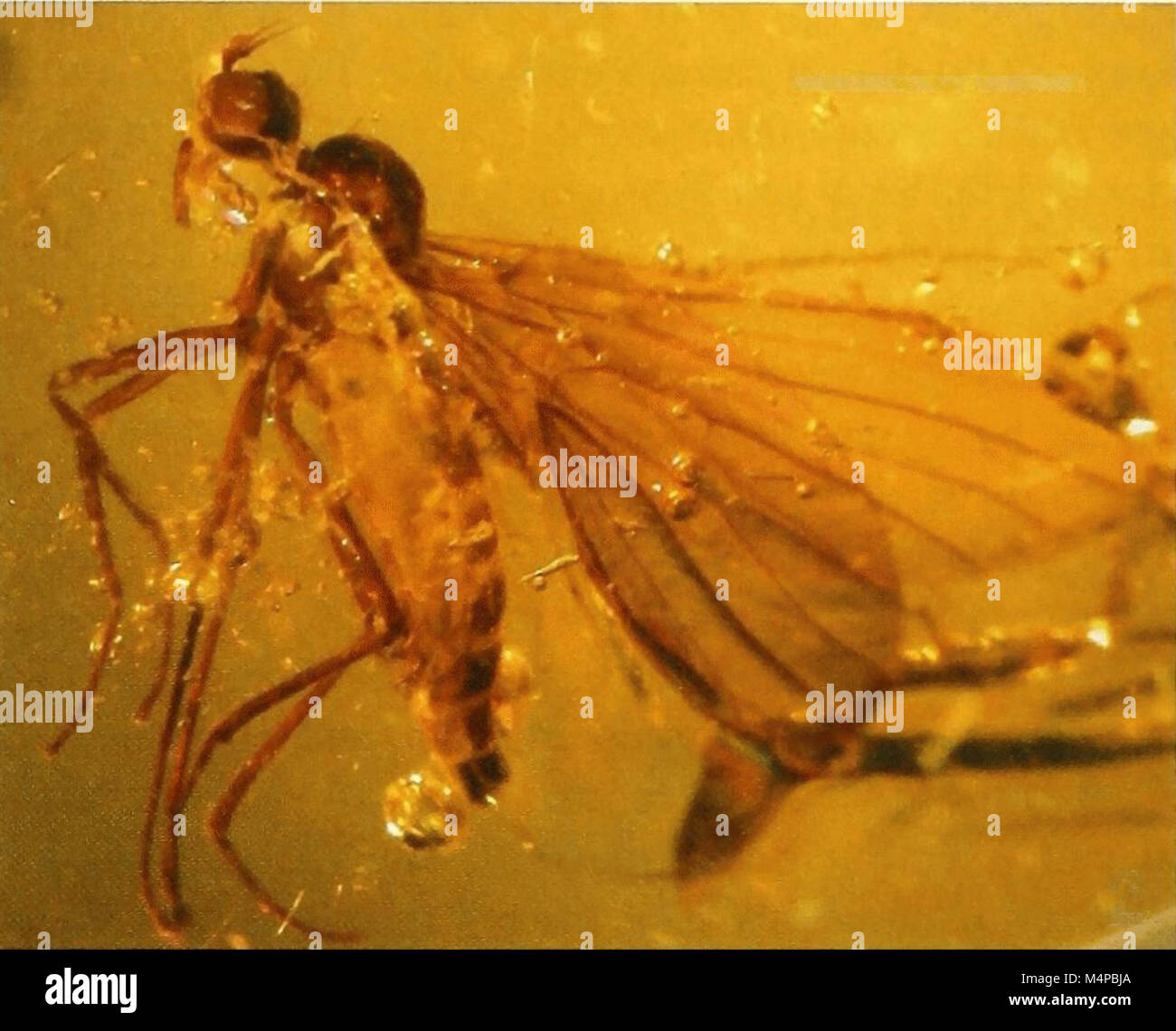 The Bonn Zoological Bulletin features a study of Ragas succinea, a ...