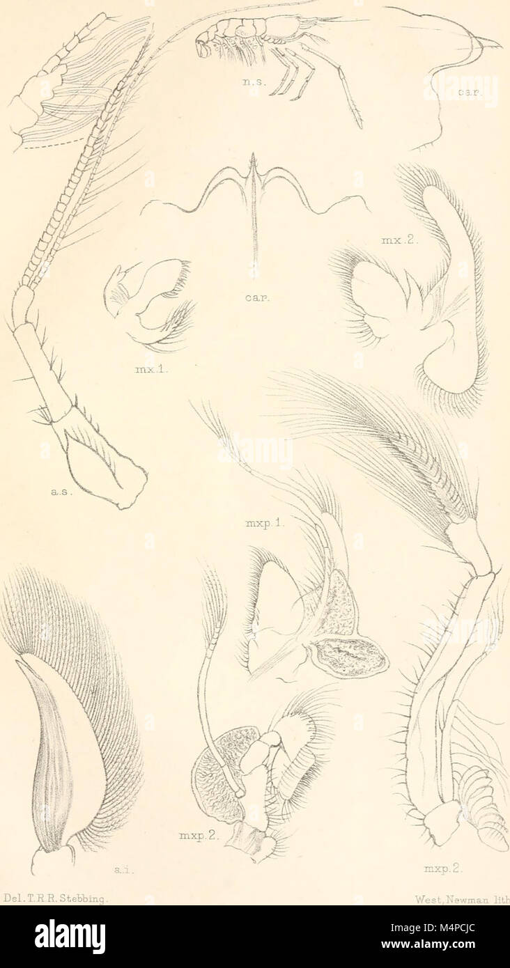 Annals of the South African Museum. Annale van die Suid-Afrikaanse Museum (18416535332) Stock Photo