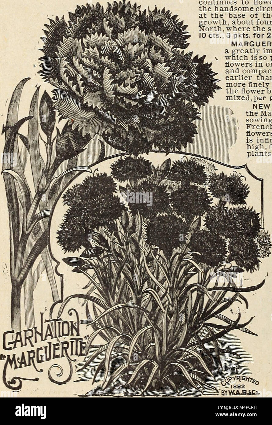 Book of flowers from Miss Martha Hiser, seedswoman and florist, Urbana