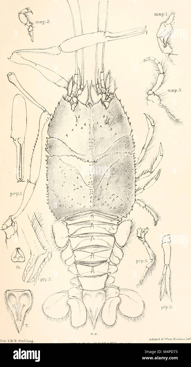 Annals of the South African Museum. Annale van die Suid-Afrikaanse Museum (18422326481) Stock Photo
