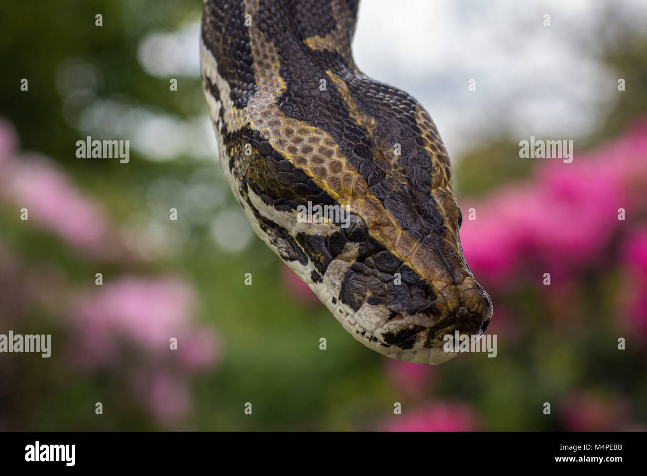 Python texture hi-res stock photography and images - Alamy