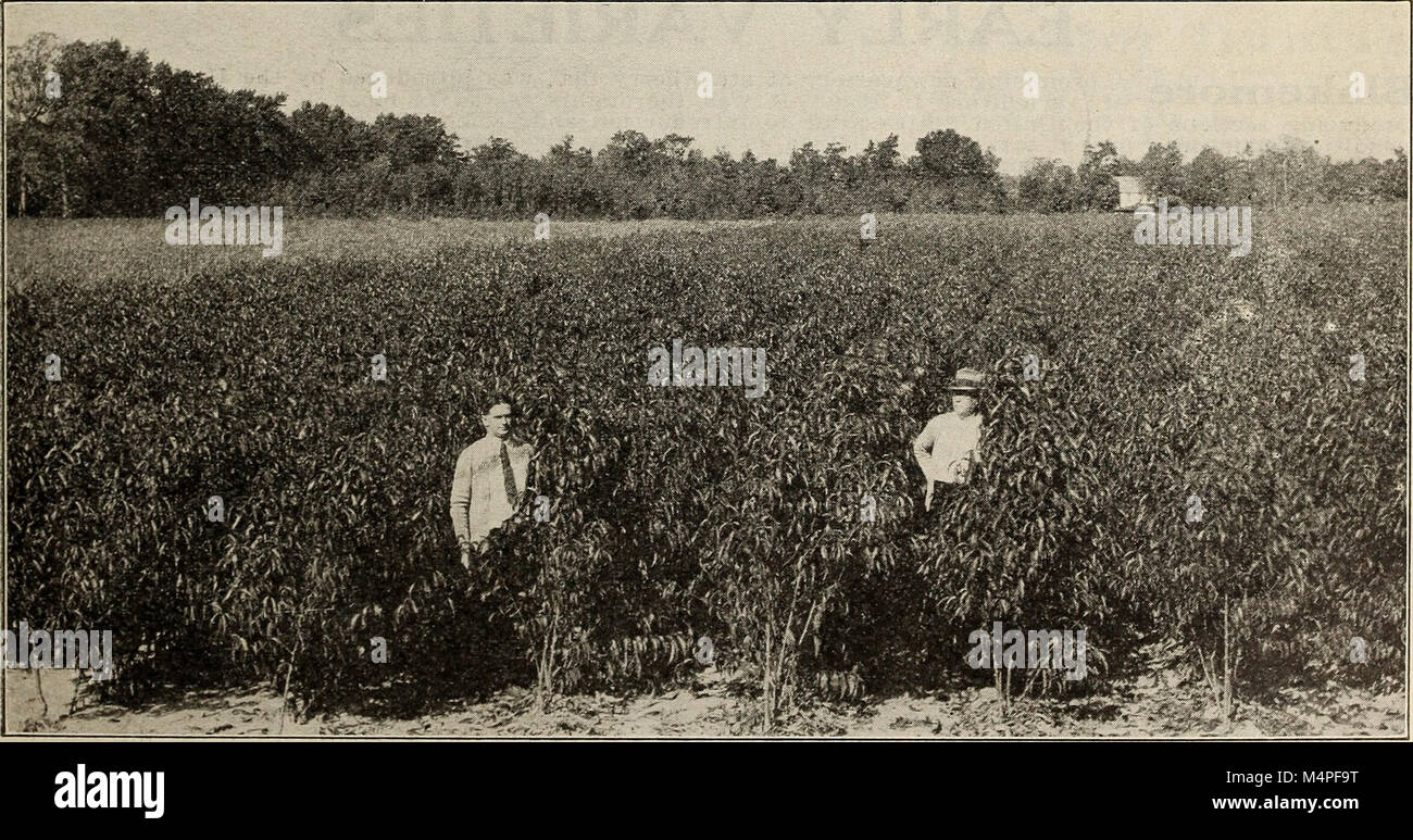 Bountiful Ridge Nurseries your guide to better fruits and more