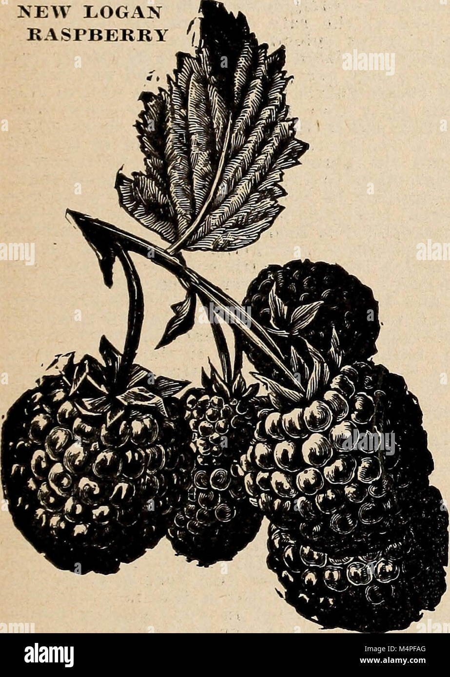 Bountiful Ridge Nurseries your guide to better fruits and more