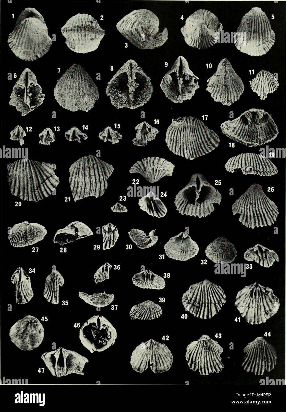 Brachiopoda and biostratigraphy of the Silurian-Devonian Delorme Formation in the District of Mackenzie, the Yukon (1984) (20220727929) Stock Photo