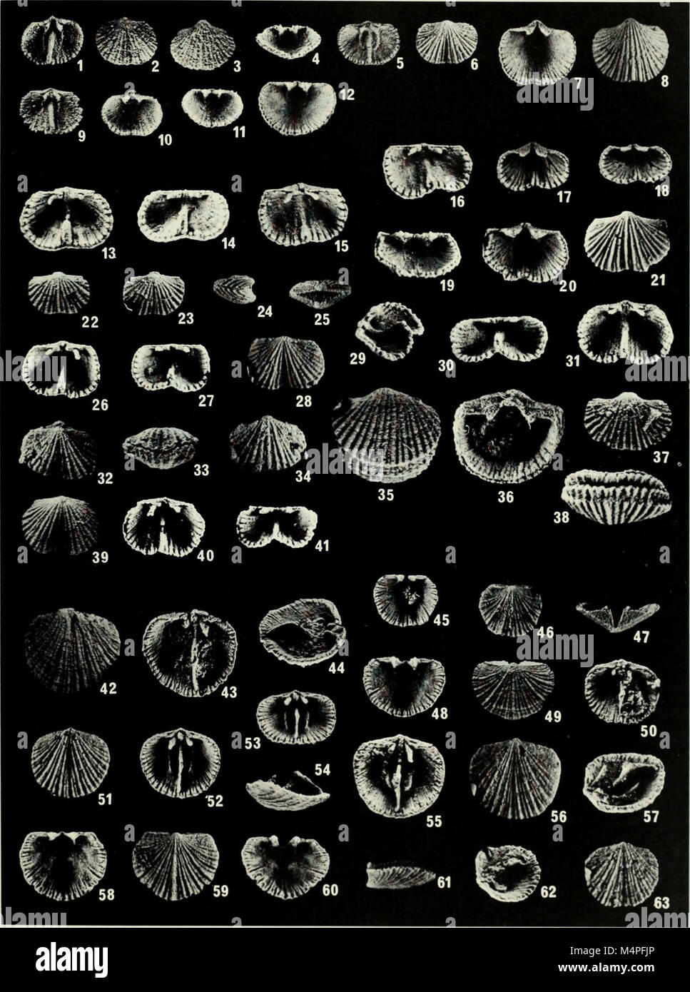 Brachiopoda and biostratigraphy of the Silurian-Devonian Delorme Formation in the District of Mackenzie, the Yukon (1984) (20398765052) Stock Photo