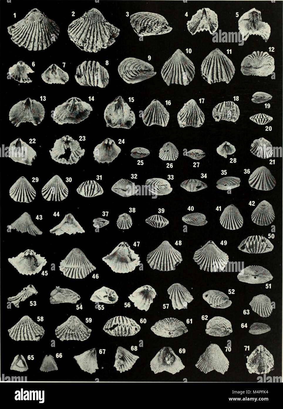 Brachiopoda and biostratigraphy of the Silurian-Devonian Delorme Formation in the District of Mackenzie, the Yukon (1984) (20407392755) Stock Photo