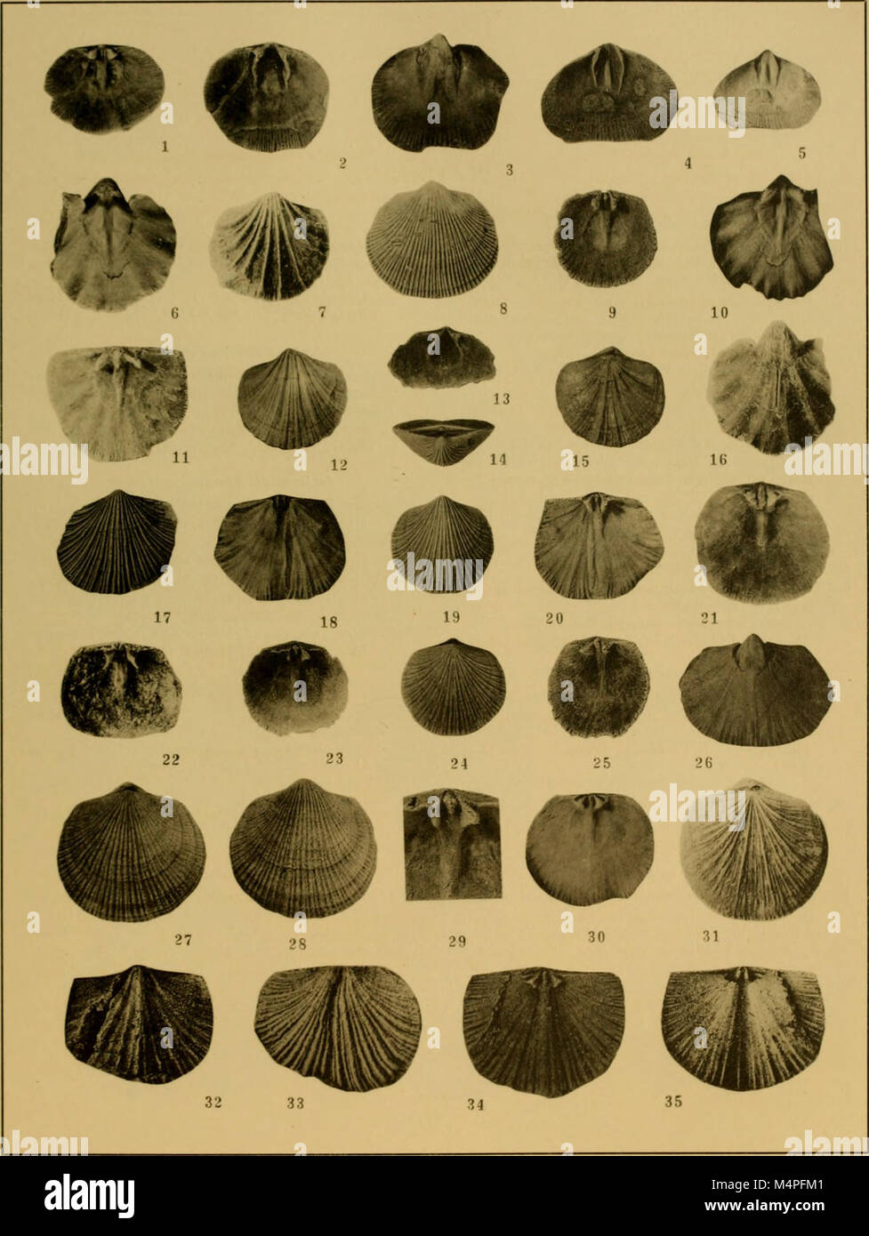 Orthis Shell This 1932 study focuses on the genera of brachiopods within the ...