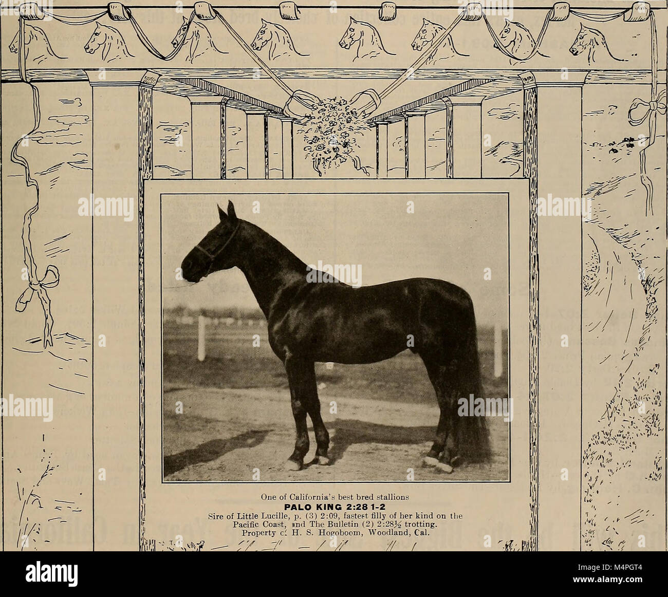 Breeder sportsman hi-res stock photography and images - Page 8 - Alamy