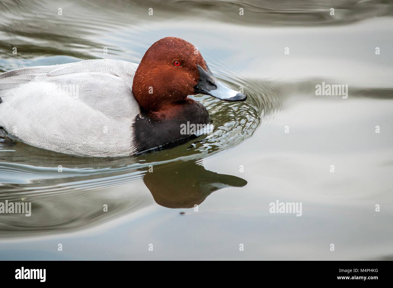 A closeup of a male Pochard duck swimming on calm water Stock Photo
