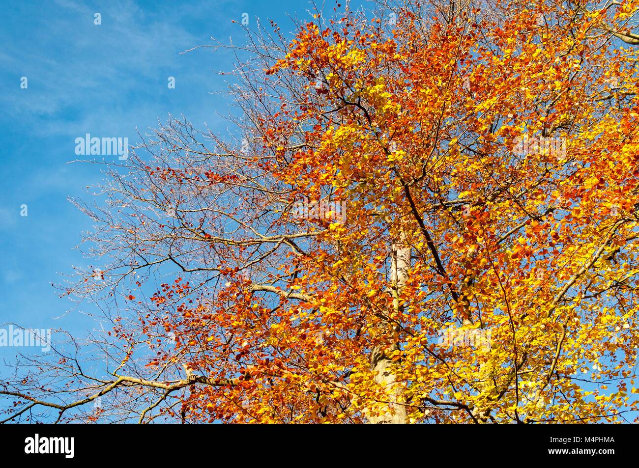 Orange and yellow leaves on a tree in autumn Stock Photo