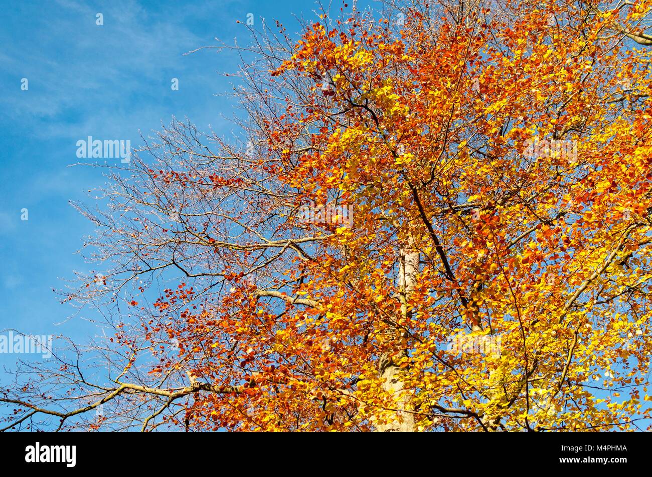 Orange and yellow leaves on a tree in autumn Stock Photo - Alamy