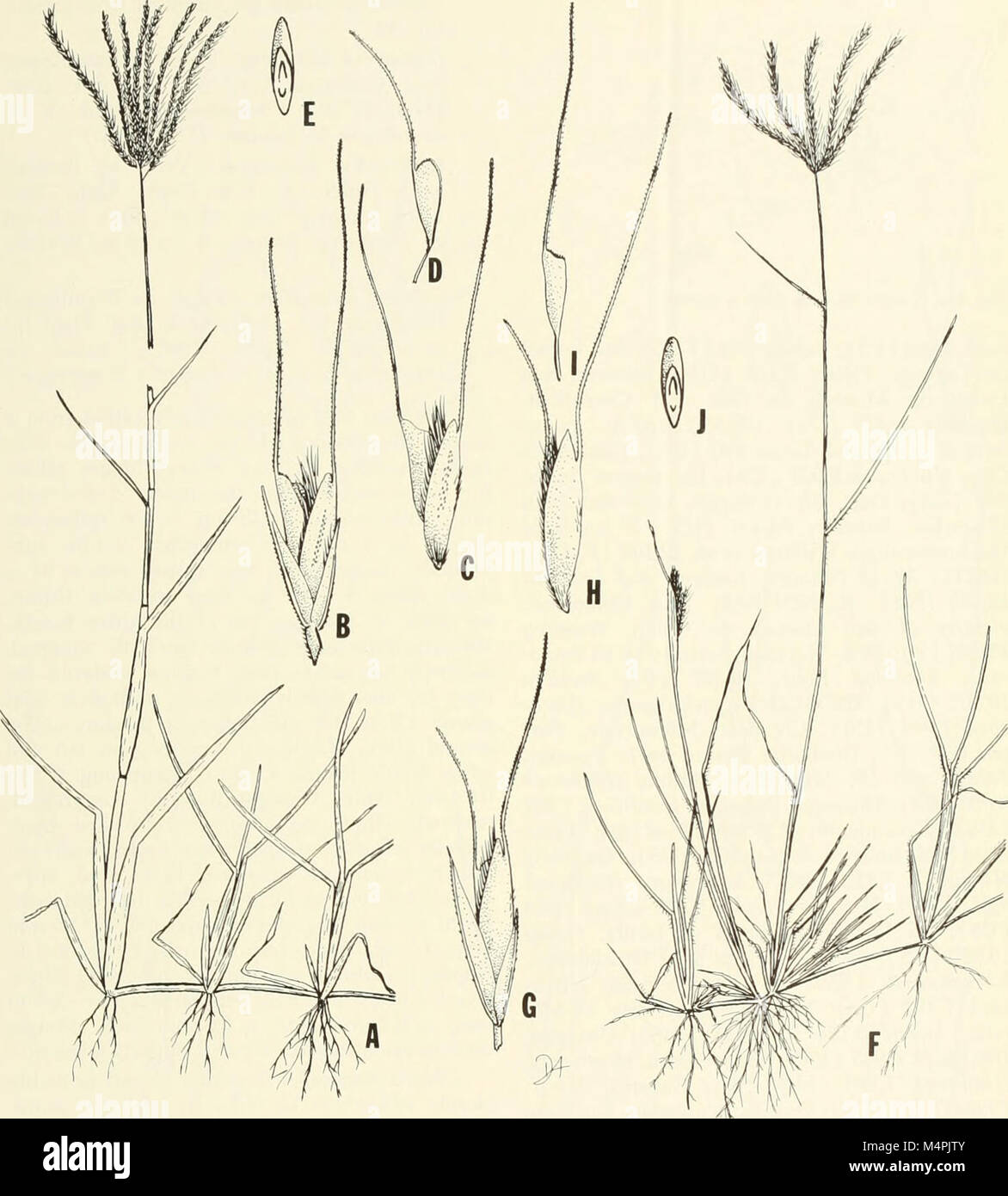 Brigham Young University science bulletin (1955) (20228651669) Stock Photo