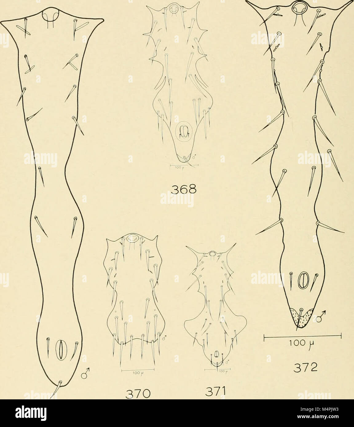 Brigham Young University science bulletin (1955) (20406568692) Stock Photo