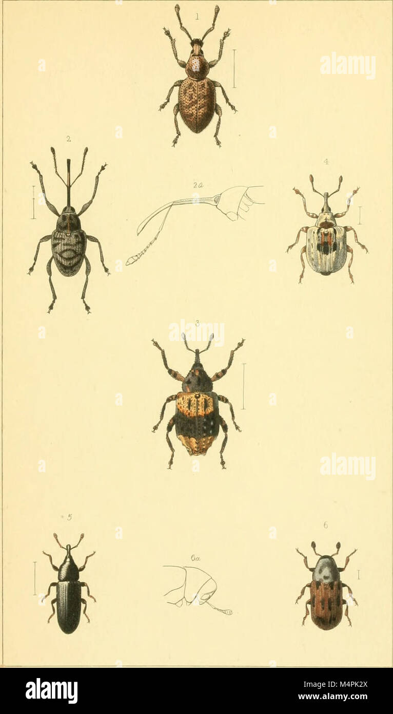 British Biters Insects 'British Beetles' (1866) is an introductory guide to the study of ...