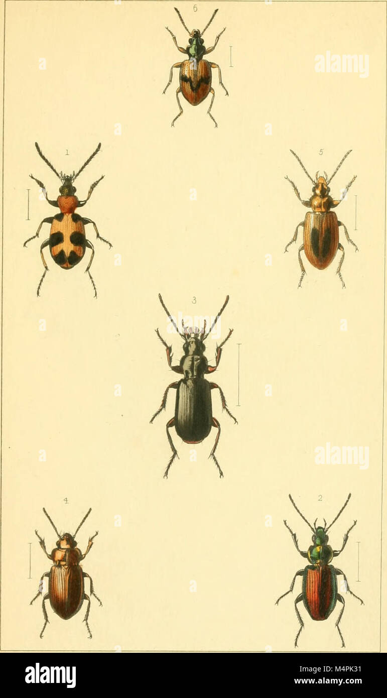 Britishcommenn Inspring Insects Insects in our ecosystems hi-res stock photography and images - Alamy