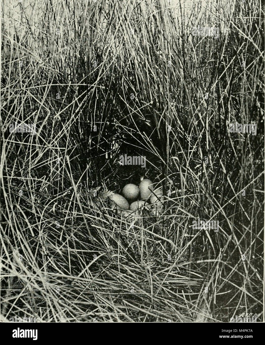 British birds' nests; how, where, and when to find and identify them