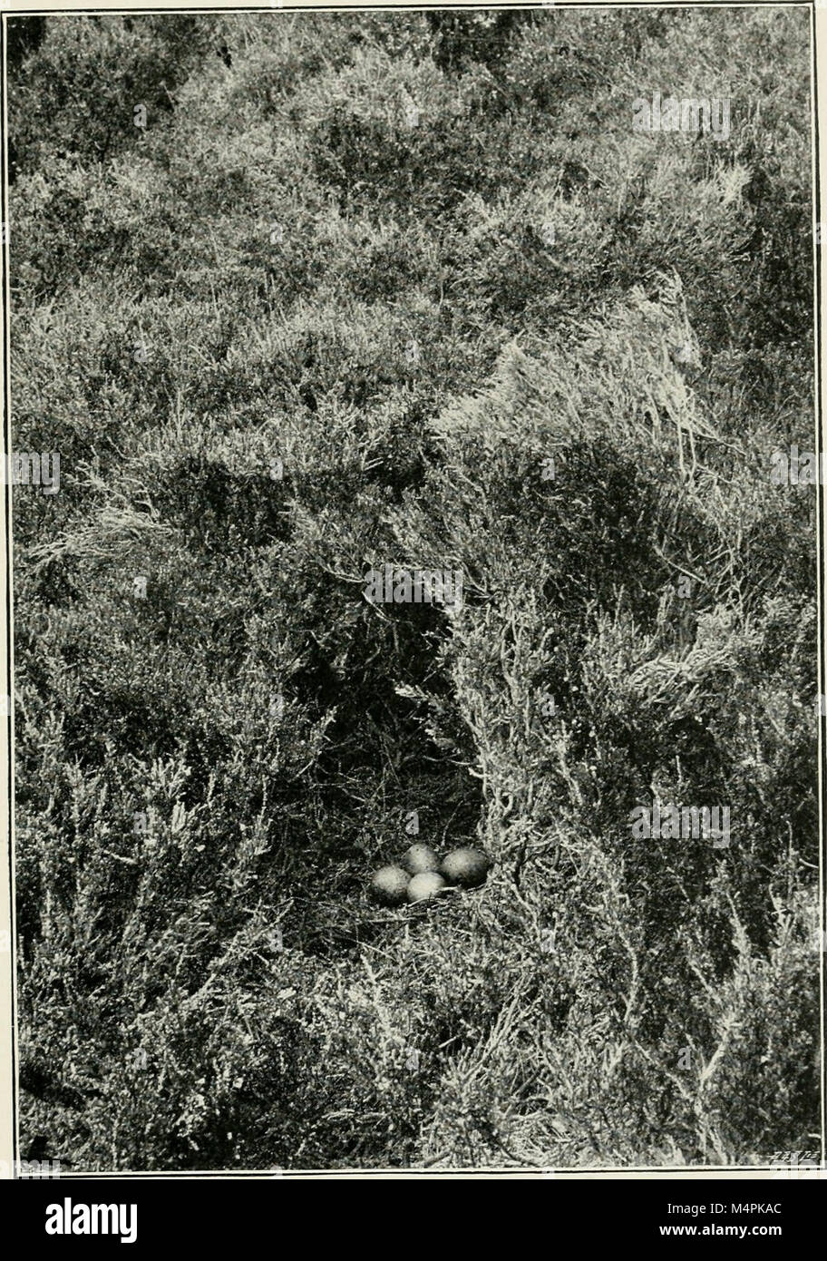 British birds' nests; how, where, and when to find and identify them