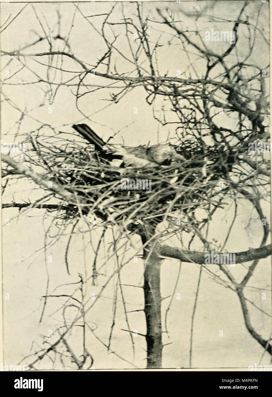 Image showcasing The 1899 handbook 'British Birds for Cages and Aviaries' provides ...