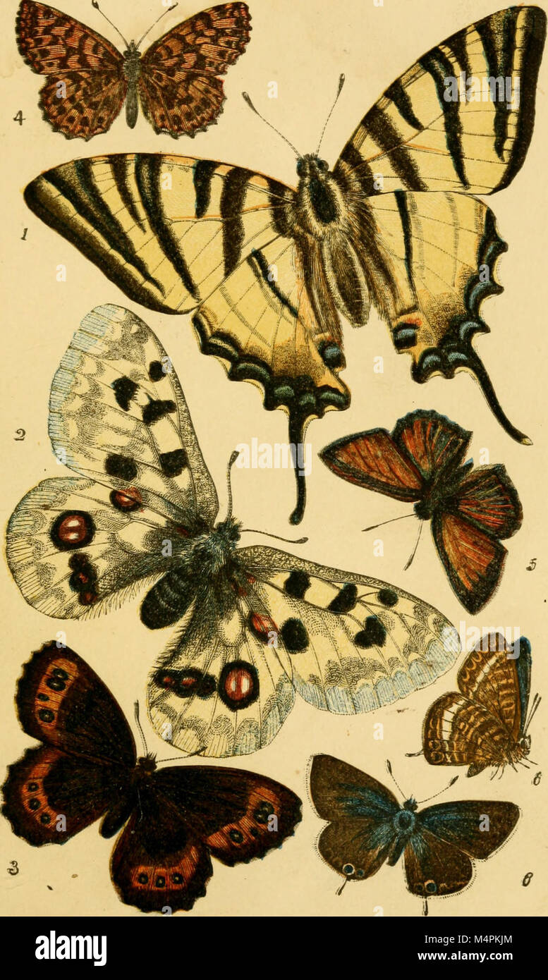 British butterflies figures and descriptions of every native species
