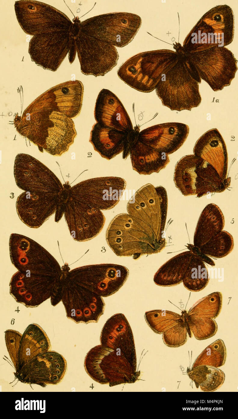 British butterflies figures and descriptions of every native species