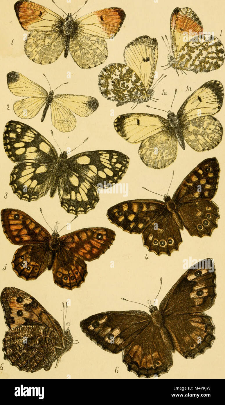 British butterflies figures and descriptions of every native species