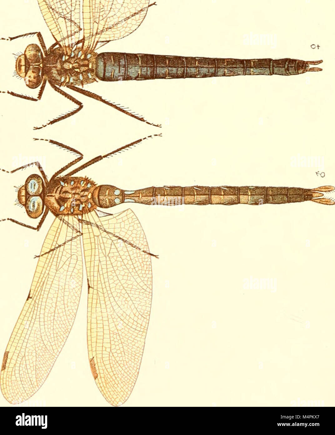 British dragonflies hi-res stock photography and images - Alamy