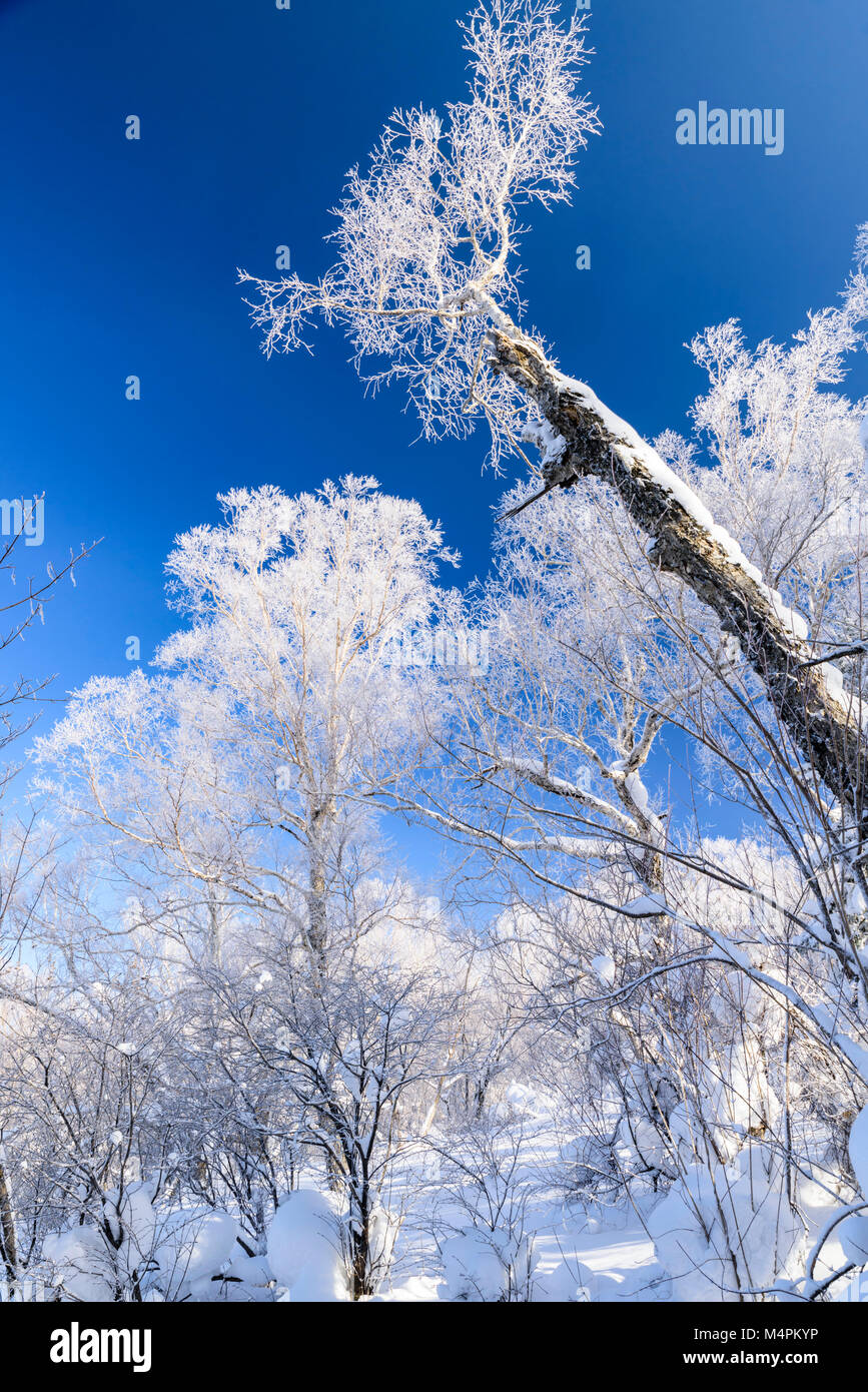 The frosted trees on the way to the top of Yangcao Mnt were spectacular. All the white trees were just surreal. Stock Photo